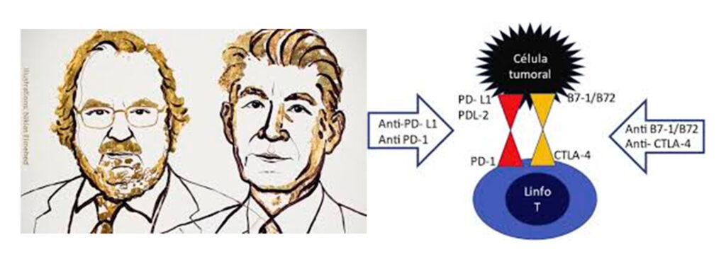 J. Alisson y T. Honjo. Inhibidores  de  puntos  de  control  inmunológico.